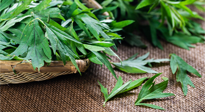 【行業(yè)資訊】南陽日報-成立保護創(chuàng)新基地 發(fā)展壯大艾草產(chǎn)業(yè)！