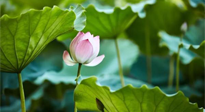 【三伏天養(yǎng)生】三伏天養(yǎng)生有六大禁忌，你知道嗎？記得分享給家人知道！