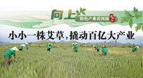 【行業(yè)資訊】向上，特色產業(yè)看河南：南陽艾區(qū)域品牌正在叫響！