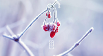 【小寒節(jié)氣】時(shí)處二三九，臘月梅花開！