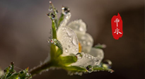 【二十四節(jié)氣灸】雨水節(jié)氣，扶陽(yáng)、祛濕、調(diào)氣血，才是養(yǎng)生重點(diǎn)！艾灸，橫掃濕寒！