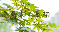 【艾灸養(yǎng)生】春末夏初：上熱下寒癥狀，補(bǔ)不如疏通淤堵，試試艾灸吧！
