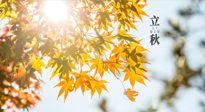 【節(jié)氣飲食】立秋將至，吃最合適的飲食，平穩(wěn)度過(guò)季節(jié)交替！